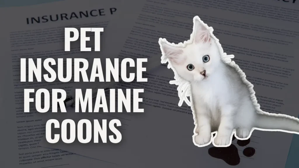 White Maine Coon kitten with blue eyes sitting beside pet insurance documents, used as a visual for Maine Coon pet insurance information.