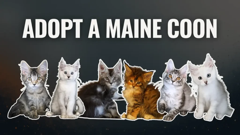 Row of Maine Coon kittens in different colors sitting side by side beneath the text “Adopt a Maine Coon,” representing available kittens for adoption.
