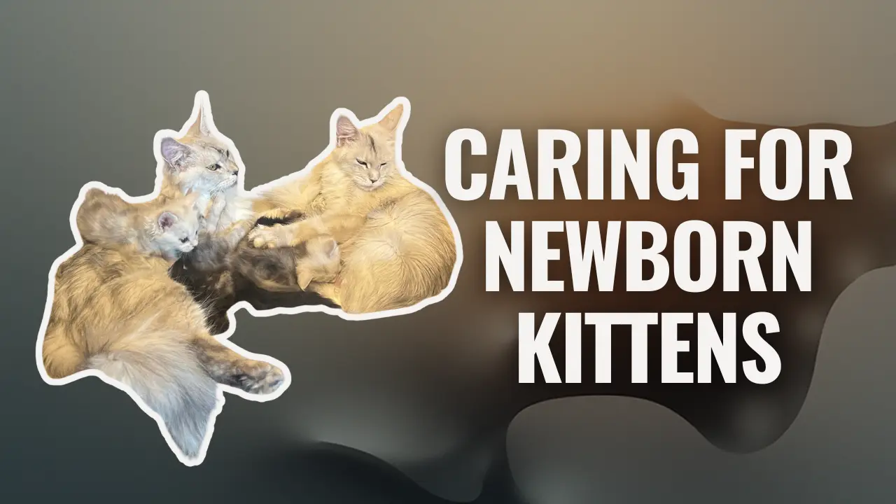 Mother cat resting while nursing and caring for newborn kittens beside the text “Caring for Newborn Kittens.”