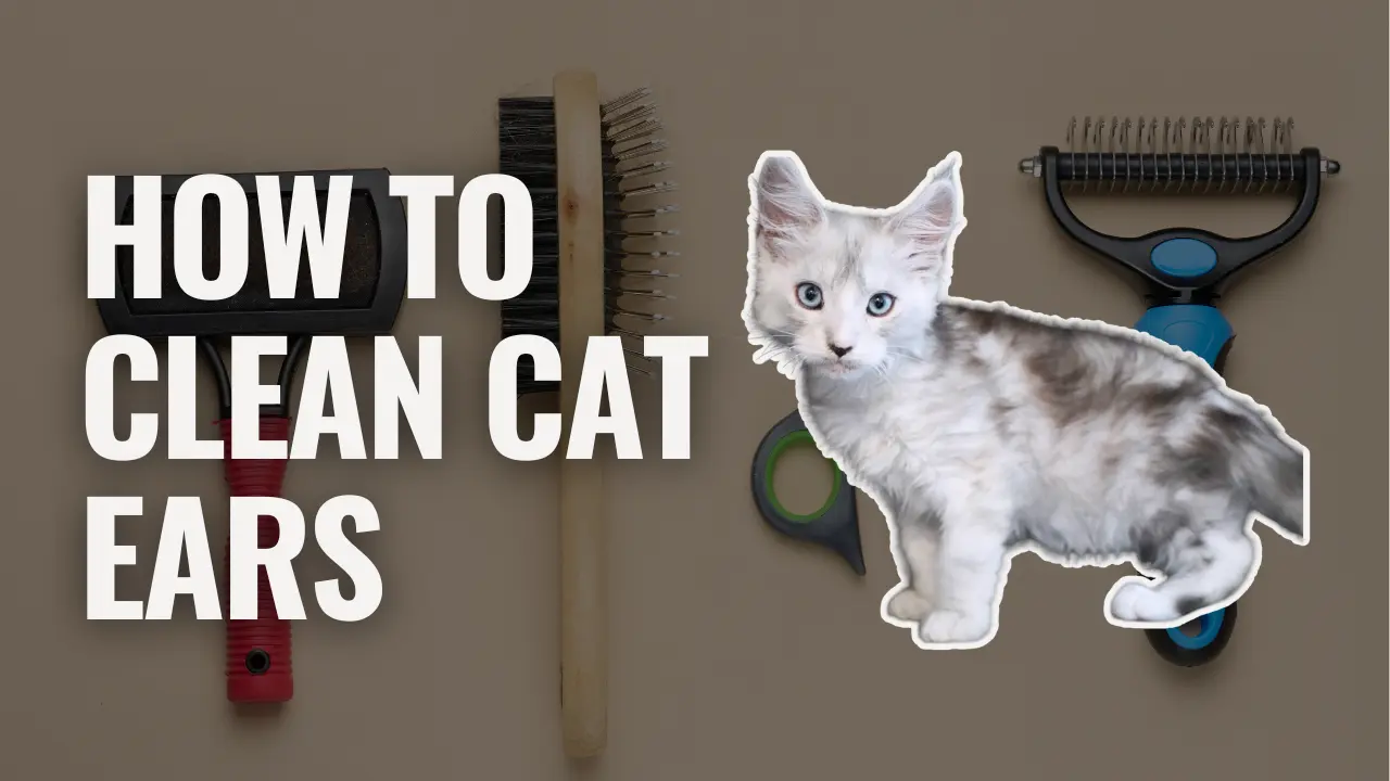 How to clean cat ears with grooming tools and a Maine Coon kitten illustration