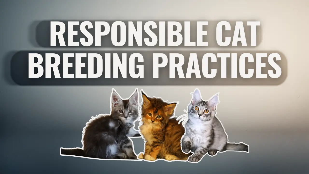 Bellspurr Maine Coons commitment to responsible cat breeding practices