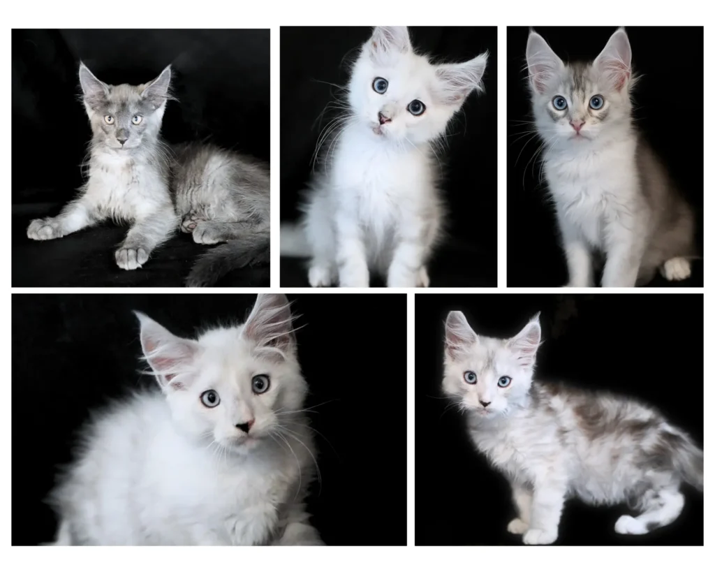Healthy Maine Coon kitten of European lineage, featuring silver shaded, smoke, and tabby patterns, with strong focus on temperament and genetics.