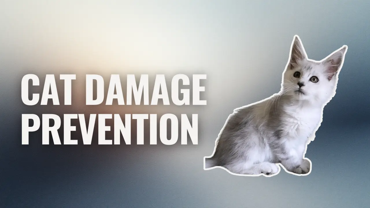 Silver Maine Coon kitten sitting calmly, representing cat damage prevention tips for furniture and home protection