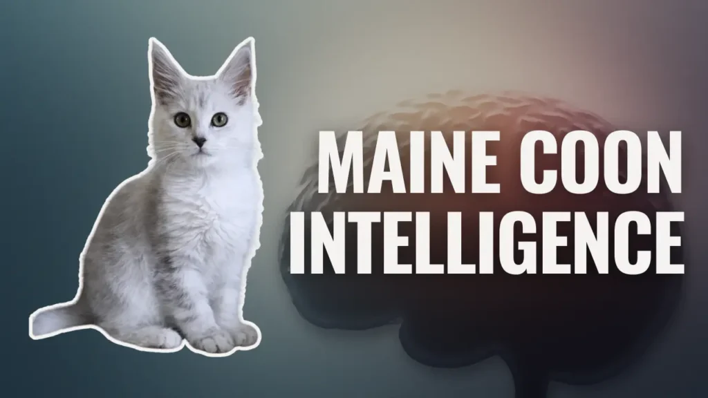 Maine Coon intelligence &mdash; learning ability, problem-solving skills, and trainability