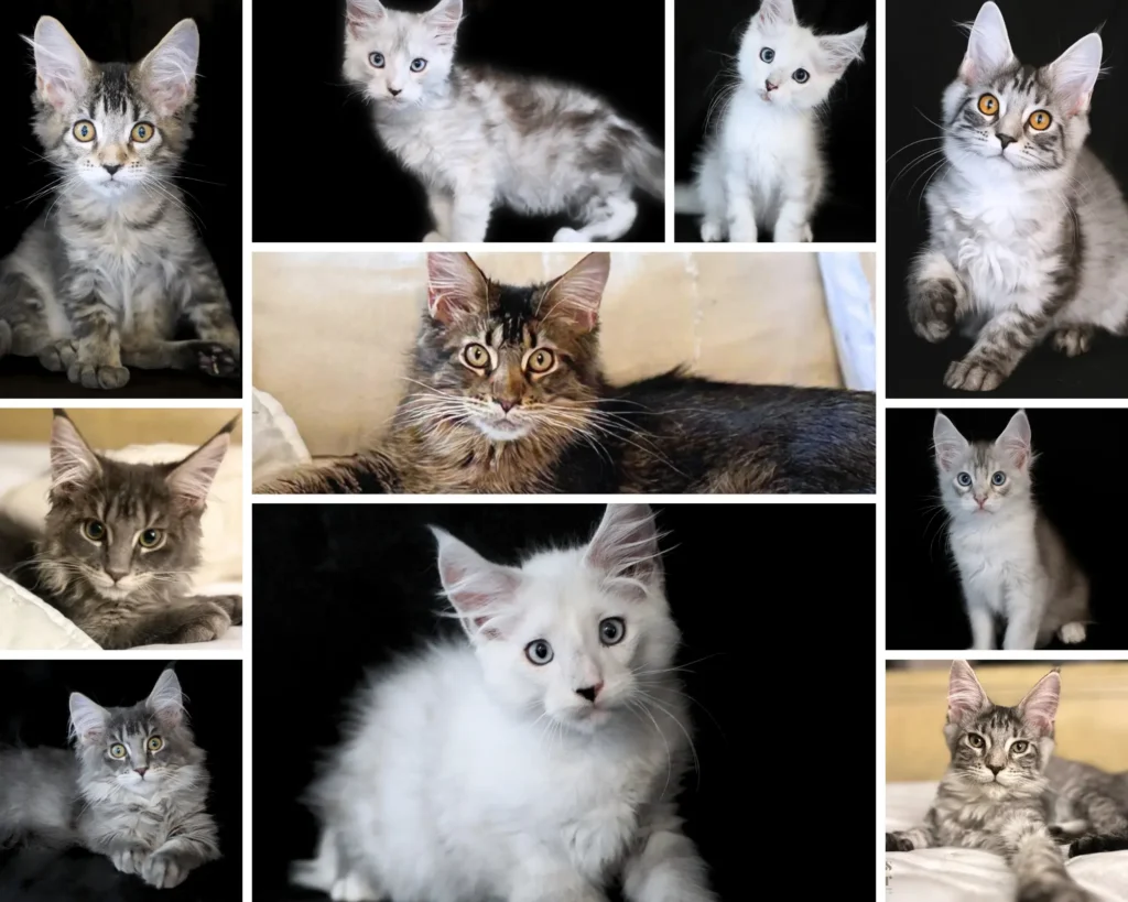 Healthy Maine Coon kitten of European lineage, featuring silver shaded, smoke, and tabby patterns, with strong focus on temperament and genetics.