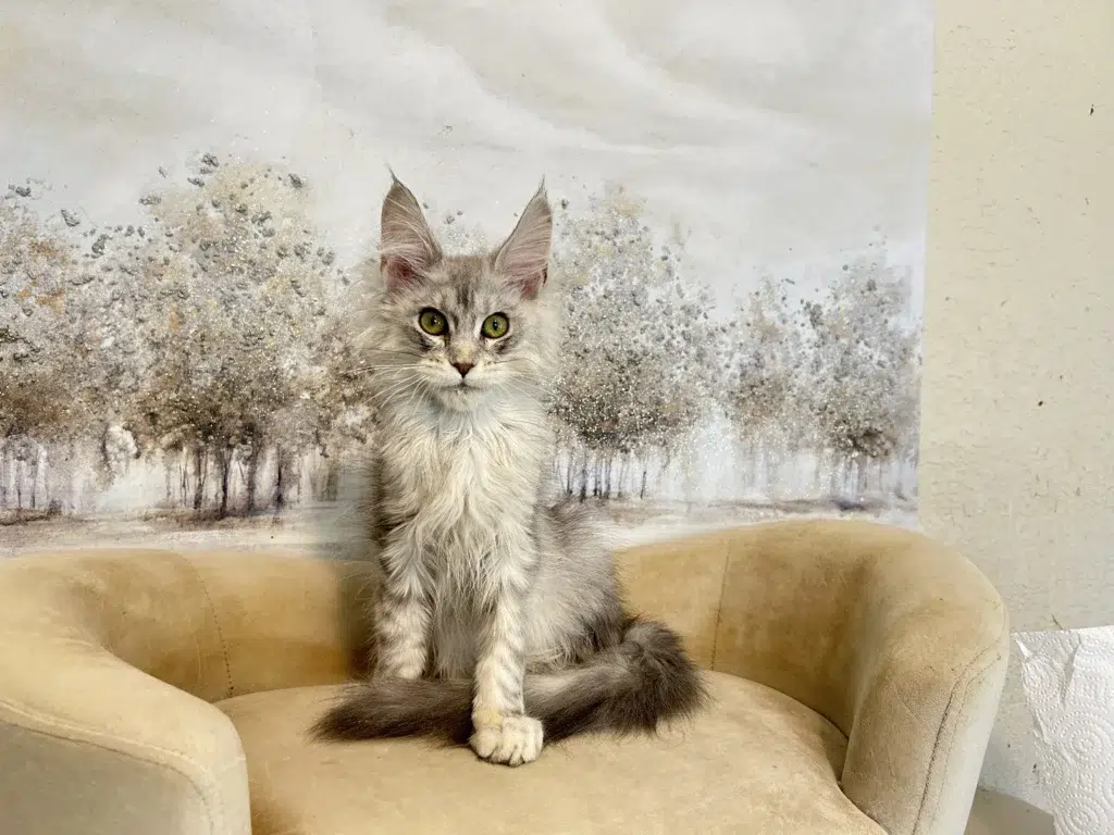 Tips for choosing a reputable Maine Coon breeder in Texas