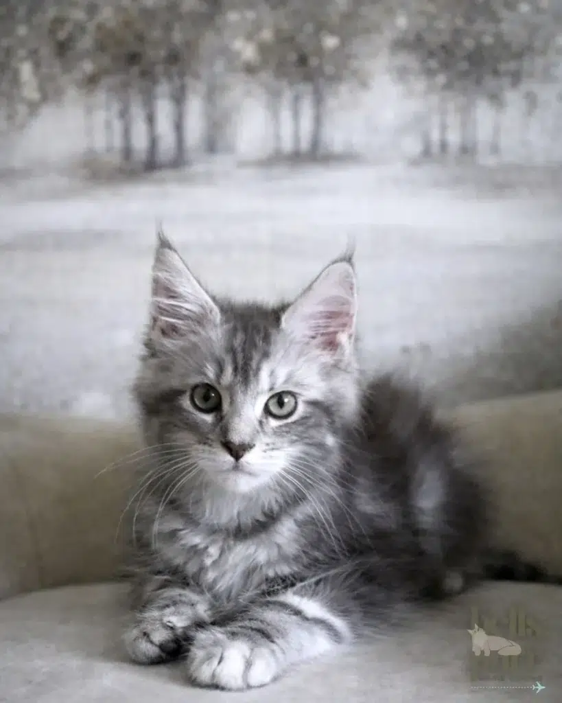 Silver tabby Maine Coon kitten resting indoors with soft fur, tufted ears, and alert expression