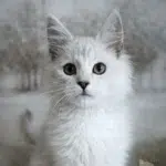 Black Shell - Blue Shell