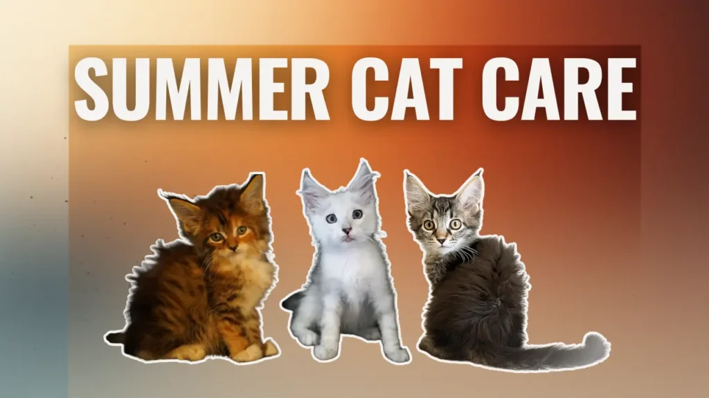 Summer cat care graphic featuring three kittens beneath text reading summer cat care