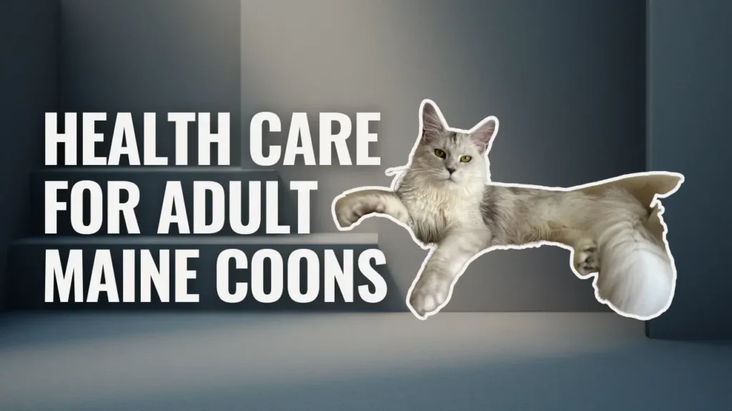 Health care for adult Maine Coons illustrated with an adult Maine Coon cat beside text