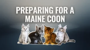 Preparing for a Maine Coon illustrated with a group of Maine Coon kittens beneath text