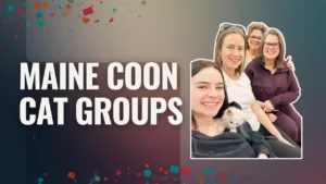 Maine Coon cat groups graphic featuring people smiling together with a Maine Coon kitten
