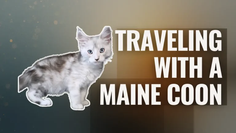 Traveling with a Maine Coon illustrated with a Maine Coon kitten beside text