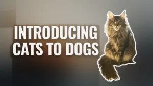 Introducing cats to dogs illustrated with a long-haired cat beside text