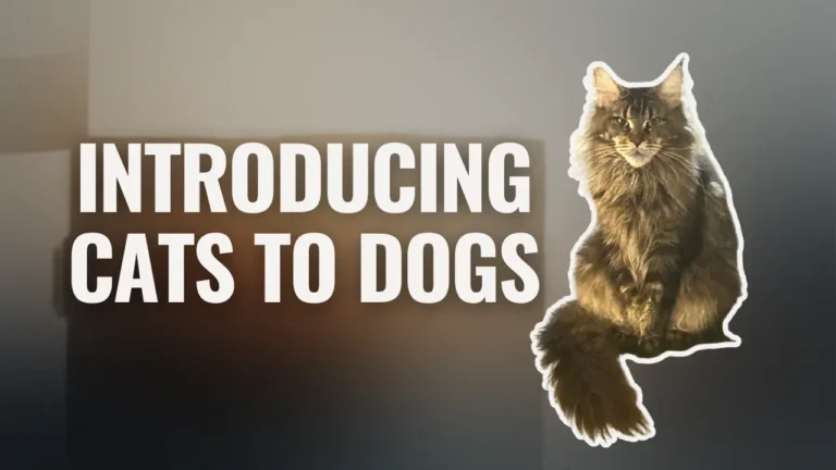 Introducing cats to dogs illustrated with a long-haired cat beside text