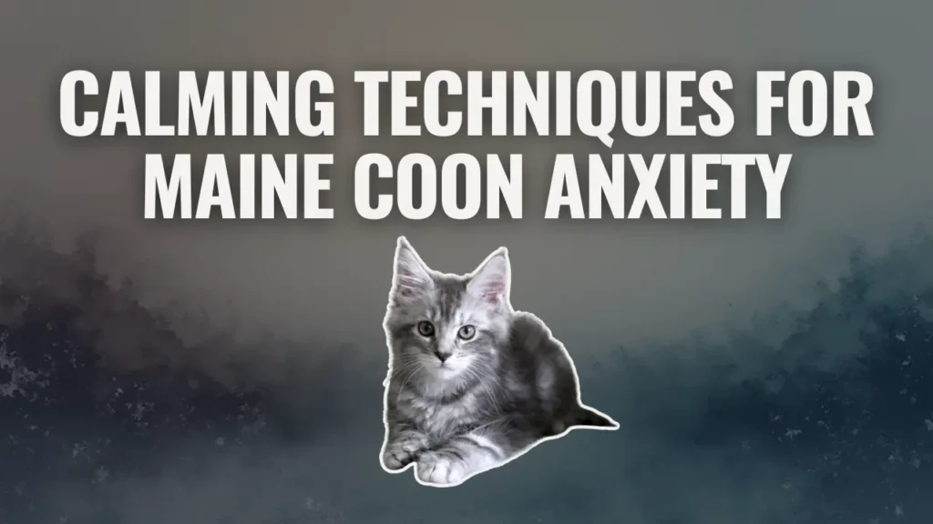 Calming techniques for Maine Coon anxiety illustrated with a Maine Coon kitten beneath the headline