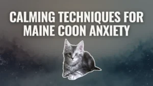 Calming techniques for Maine Coon anxiety illustrated with a Maine Coon kitten beneath the headline