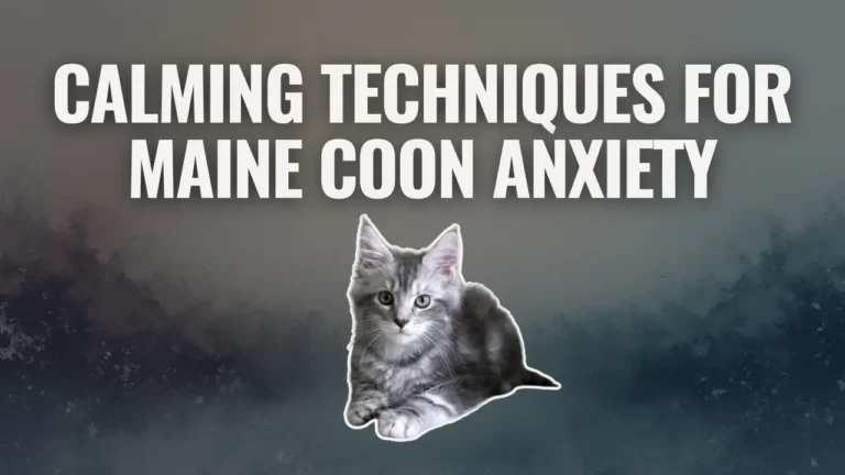 Calming techniques for Maine Coon anxiety illustrated with a Maine Coon kitten beneath the headline