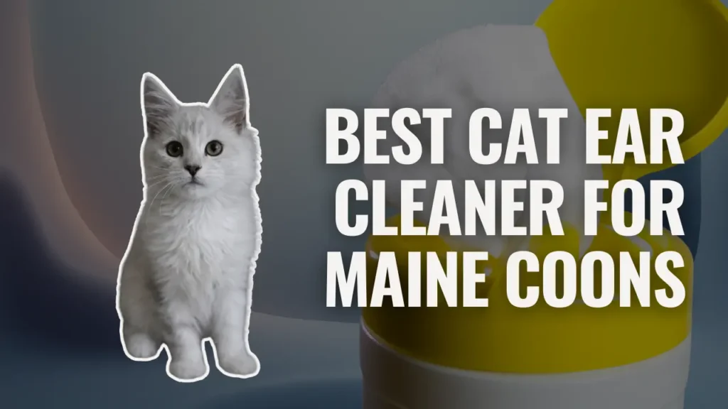 Best cat ear cleaner for Maine Coons illustrated with a Maine Coon kitten beside the headline
