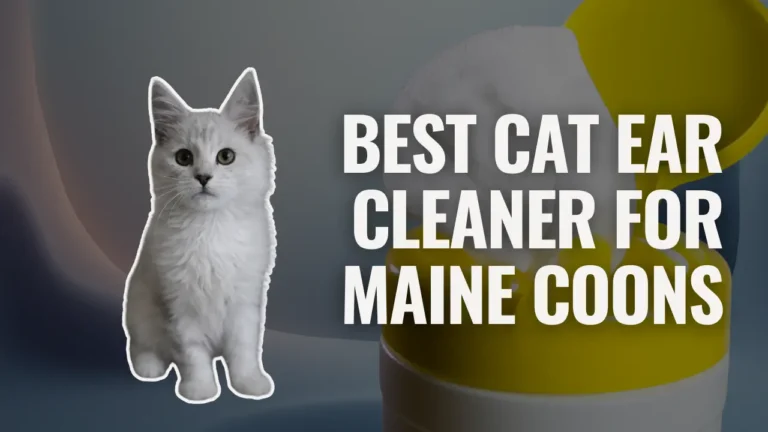 Best cat ear cleaner for Maine Coons illustrated with a Maine Coon kitten beside the headline