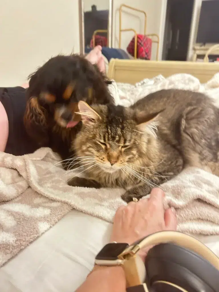 Maine Coon cat highlighting important care tips, breed traits, and adoption delivery process.