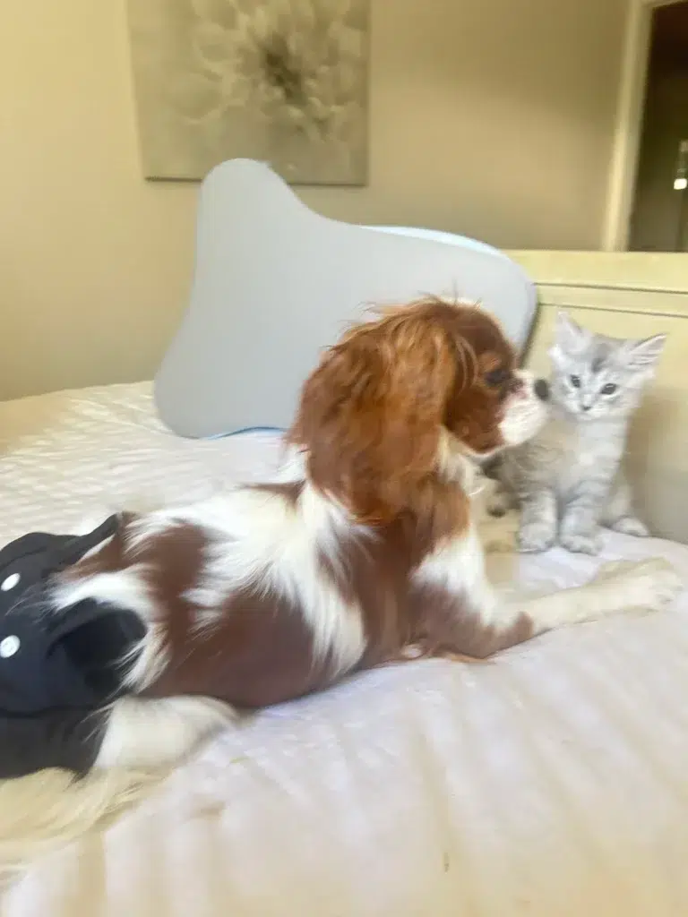 Maine Coon cat highlighting important care tips, breed traits, and adoption delivery process.