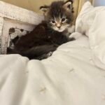 Black Tabby - Blue Tabby