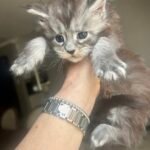 Black Silver Tabby - Blue Silver Tabby