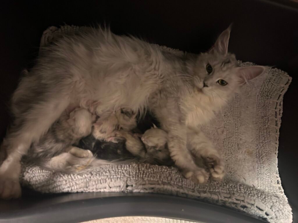 Valentina my maine coon silver shaded queen has a new litter of kittens