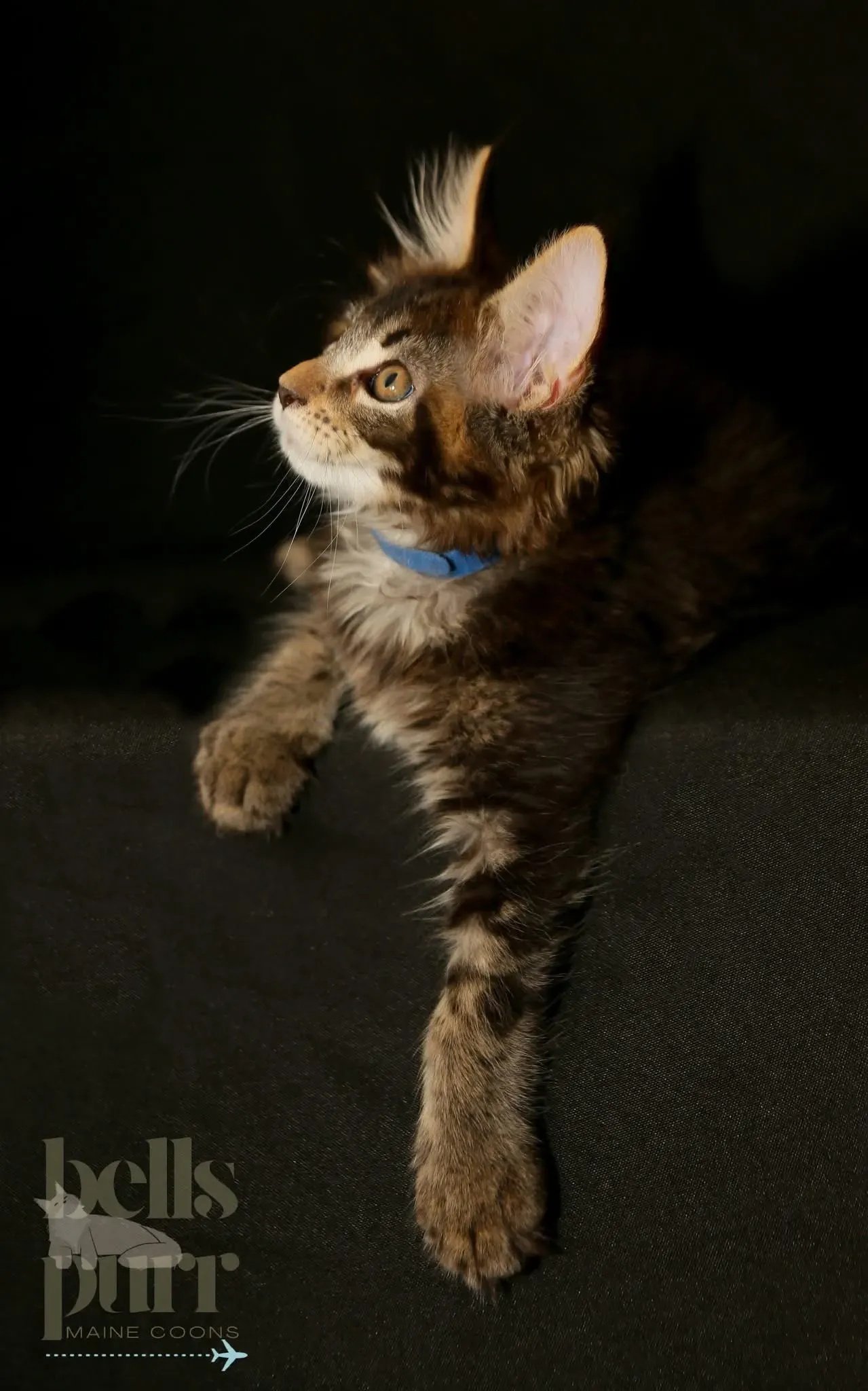 Maine Coon kitten with blue collar resting on a dark surface.