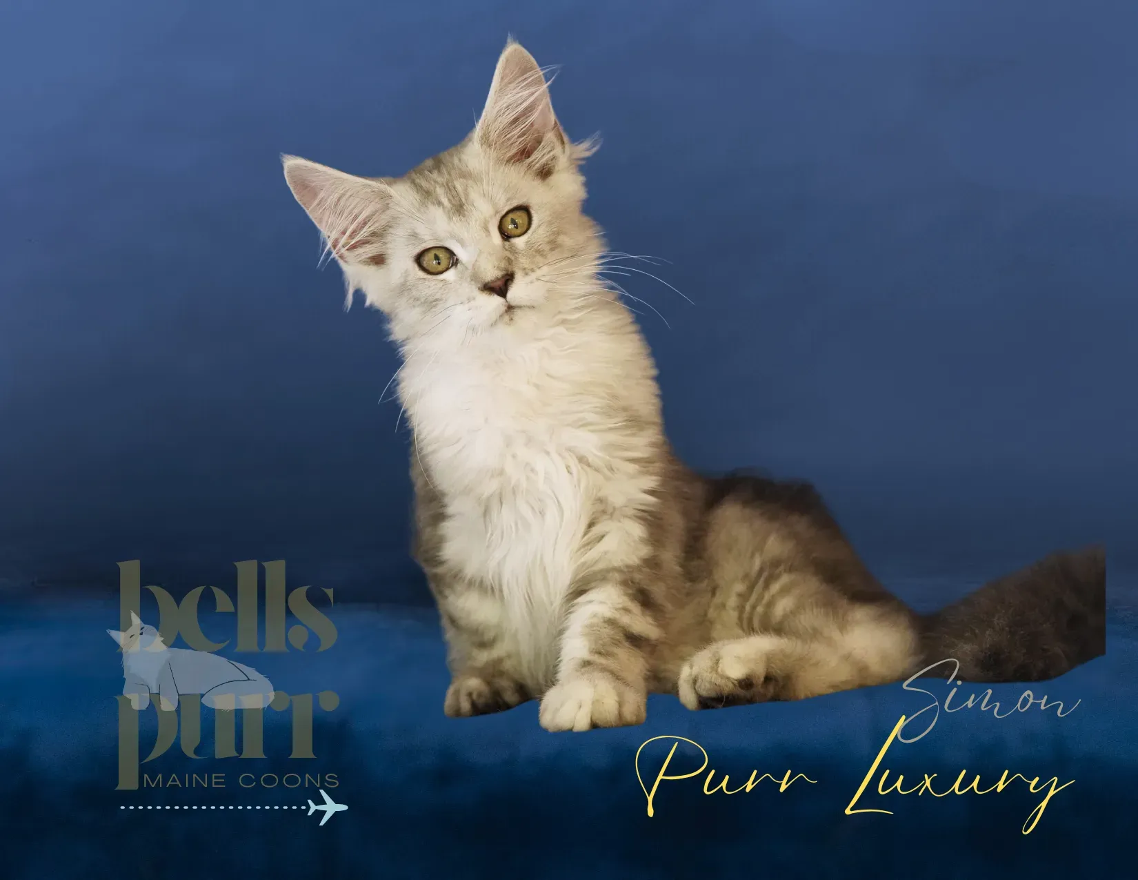 European Maine Coon playing with children, showcasing its friendly temperament