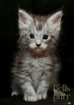 Breeder socializing a European Maine Coon kitten in a bright, clean environment, emphasizing health and care