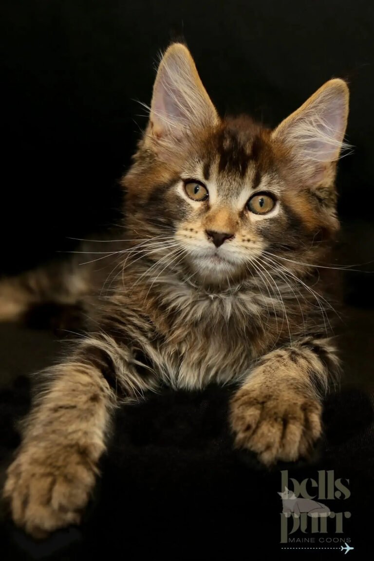 European Maine Coon kitten showcasing unique physical traits in an outdoor setting