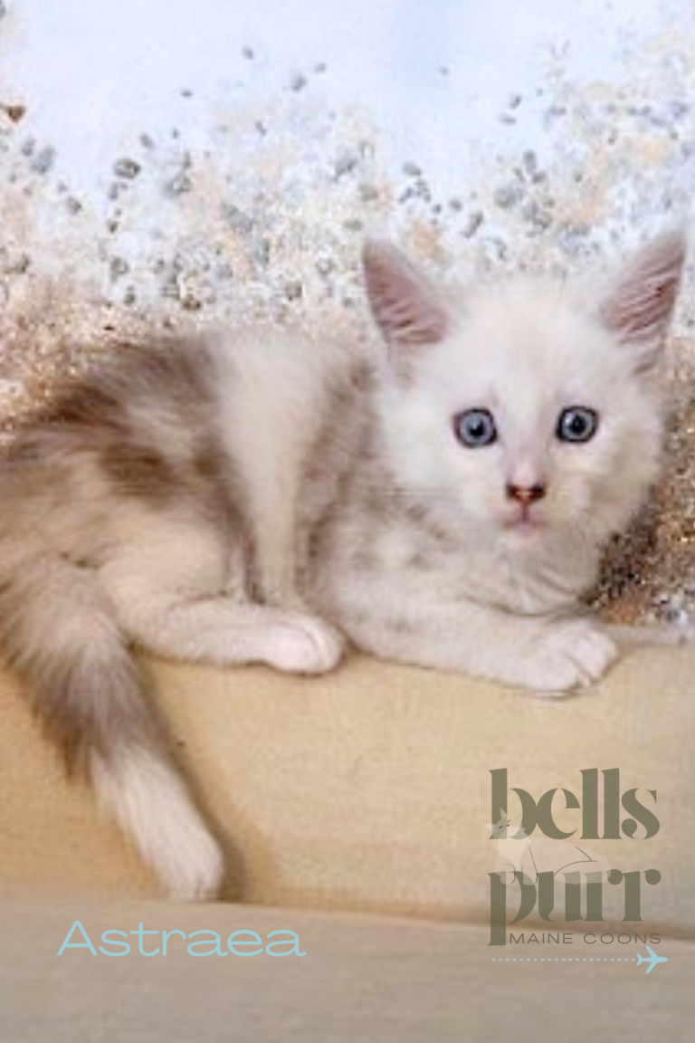 Astraea Black Silver Shaded Maine Coon Kitten