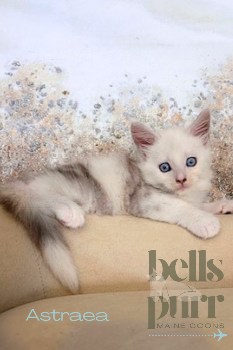Astraea Blue-Eyed Black Silver Shaded Maine Coon Kitten