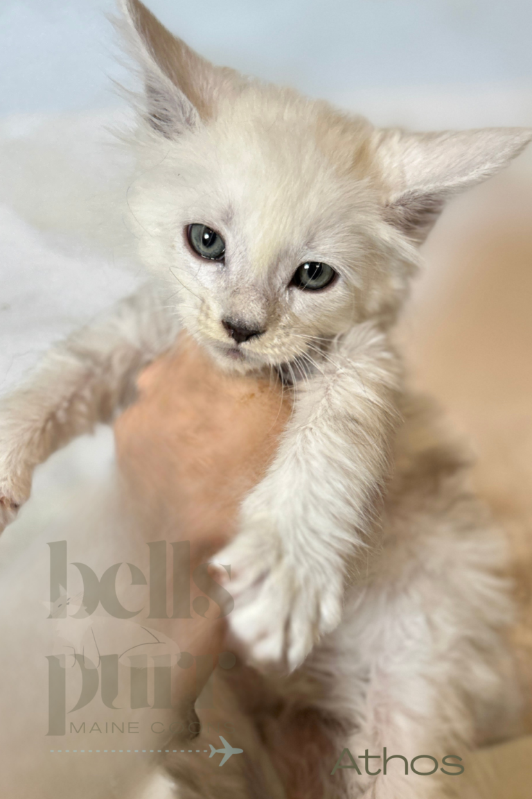 Athos, an available black silver shaded male European Maine Coon kitten sitting at Bellspurr in Texas