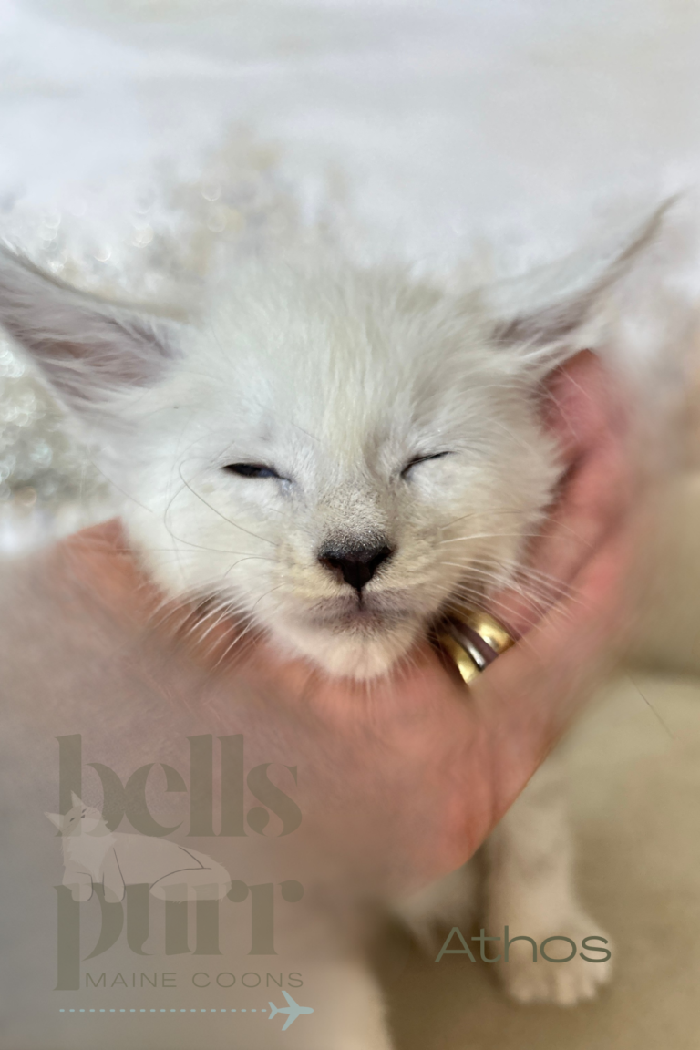 Close up portrait of Athos, a European black silver shaded male Maine Coon kitten at Bellspurr