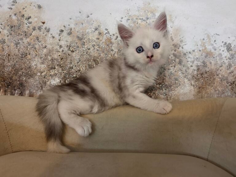 Silver tabby Maine Coon kitten with blue eyes resting on a couch