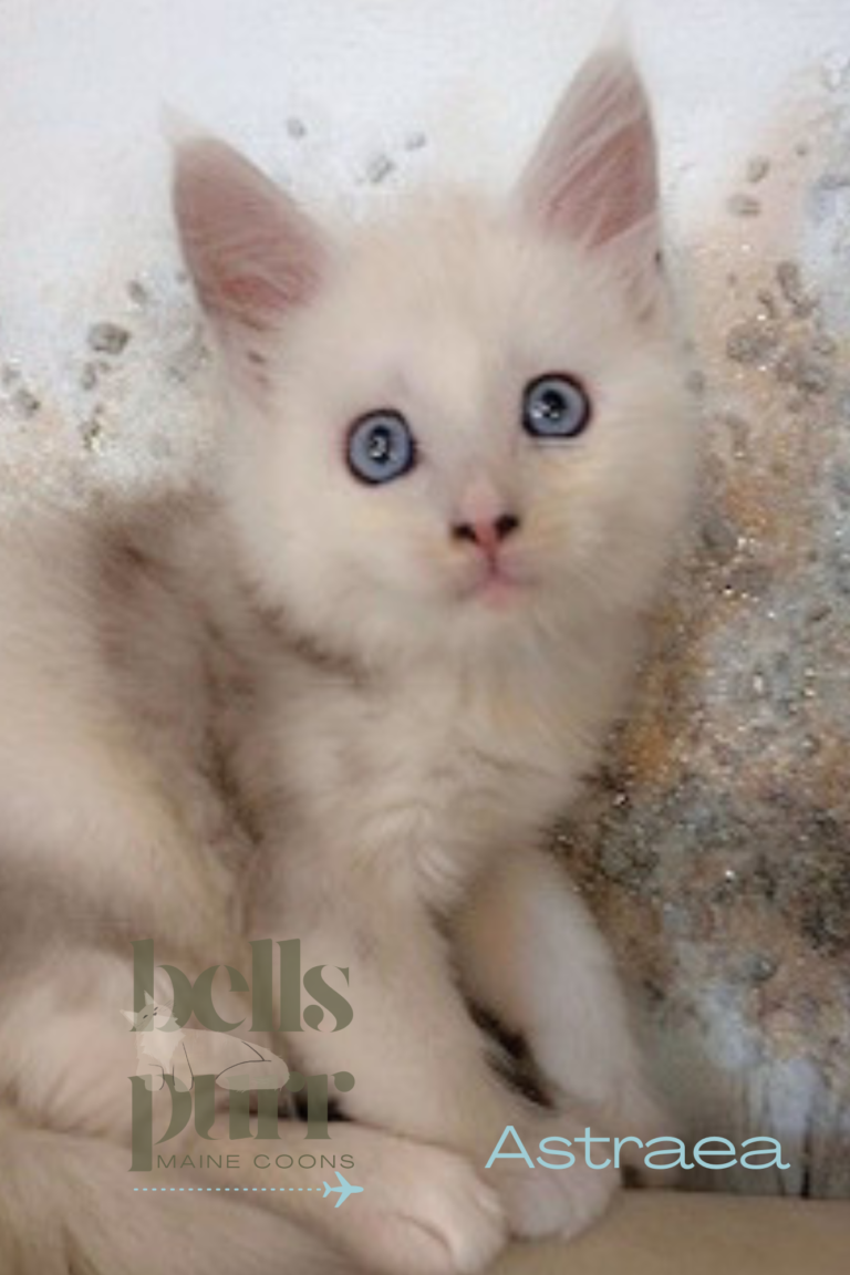 Astraea European Black Silver Shaded Maine Coon Kitten