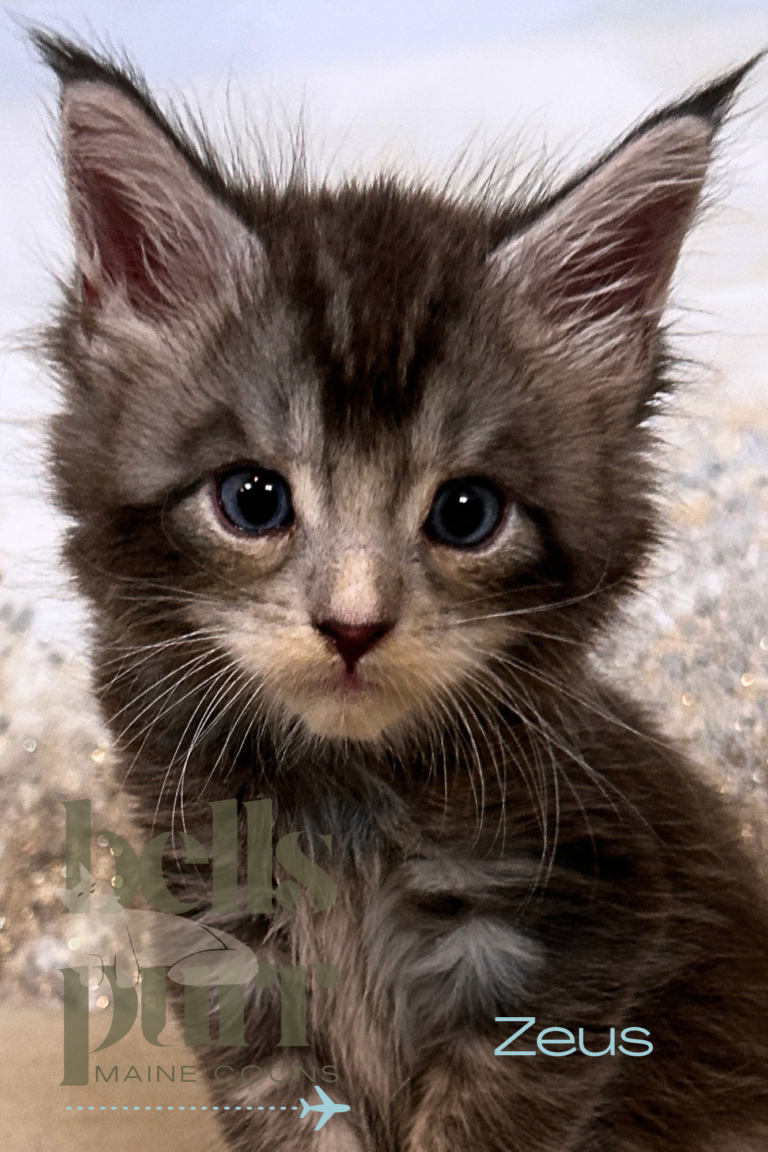 European blue smoke Maine Coon kitten Zeus with blue eyes