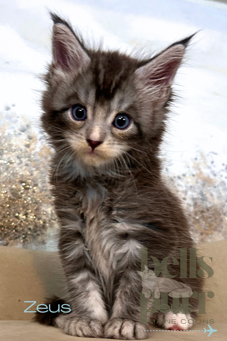 Blue smoke Maine Coon kitten Zeus with blue eyes at Bellspurr