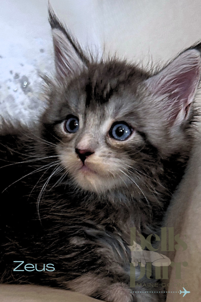 Zeus Blue-Eyed Black Smoke Maine Coon Kitten