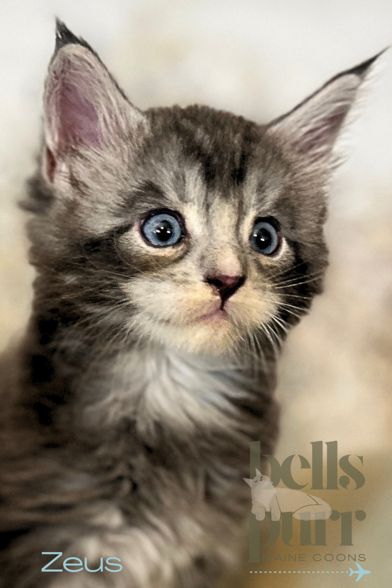Blue-eyed blue smoke Maine Coon kitten Zeus close-up portrait
