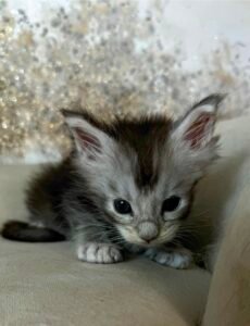 Fred – Black Silver Special Needs Maine Coon Kitten with a Stub Tail at Bellspurr