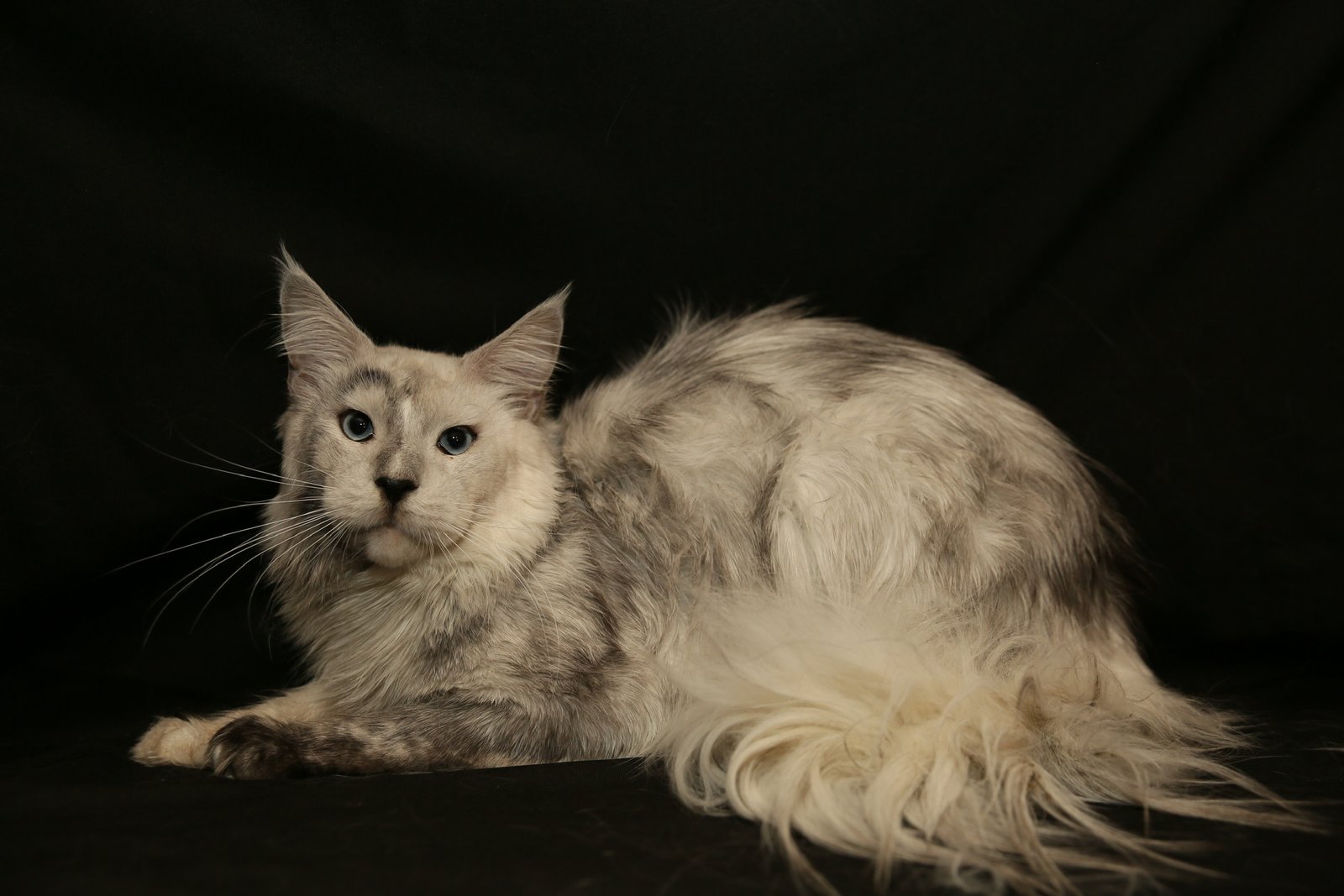 Baron, a DBE black smoke Maine Coon foundation male at Bellspurr