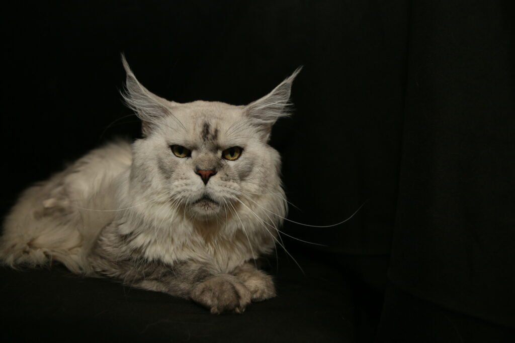 Breeze, black silver shaded Maine Coon foundation male at Bellspurr