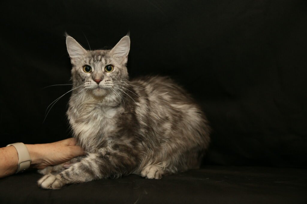 Lavender, black silver Maine Coon foundation female at Bellspurr