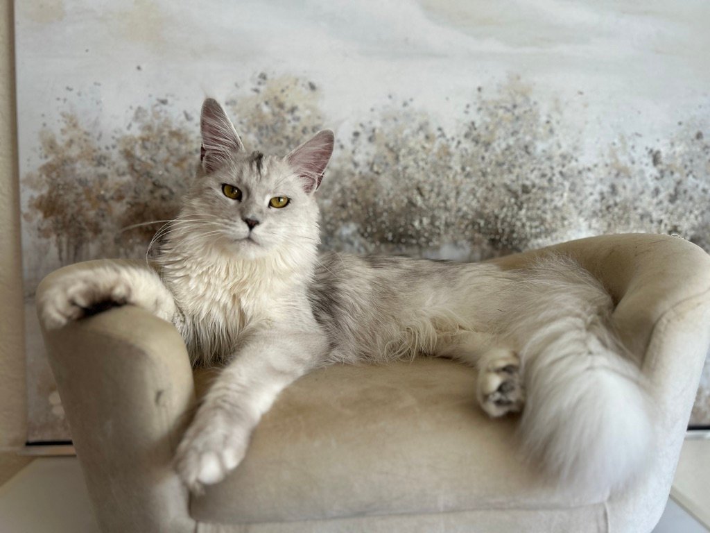 Valentina, silver shaded Maine Coon foundation female at Bellspurr