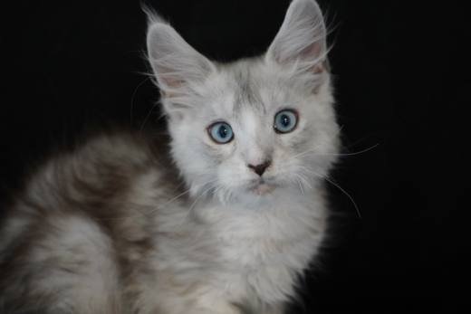Sonata, Bellspurr Maine Coon breeding cat
