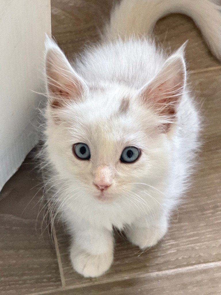 Tyson, a high black smoke male Maine Coon kitten with blue eyes